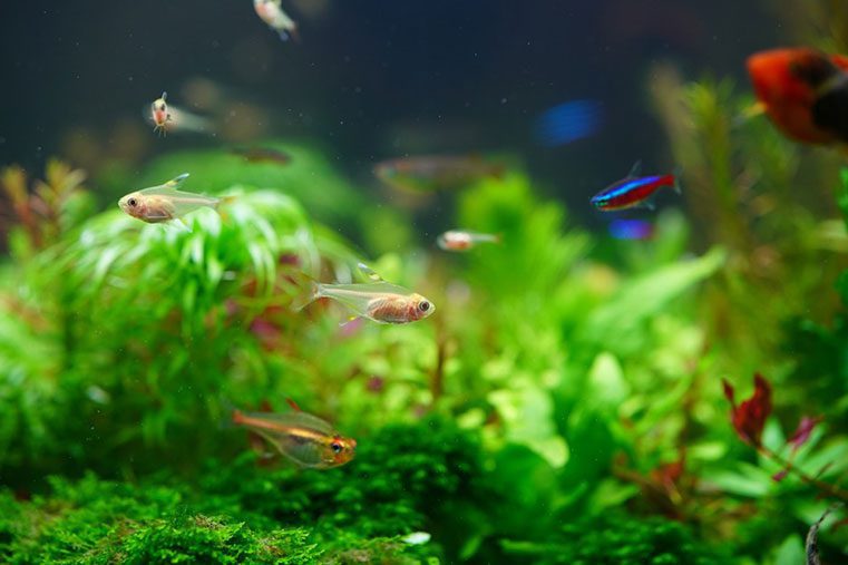 Take Care Of Platy Fish