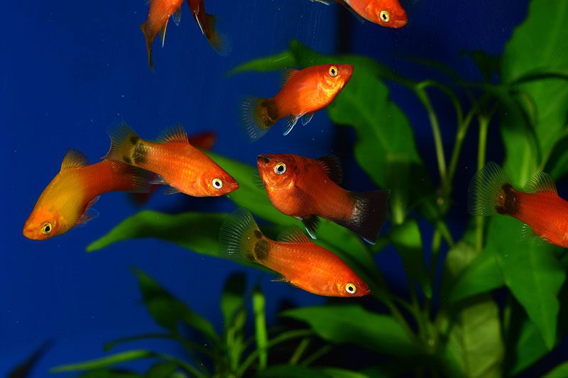 Most Popular Platy Fish Types