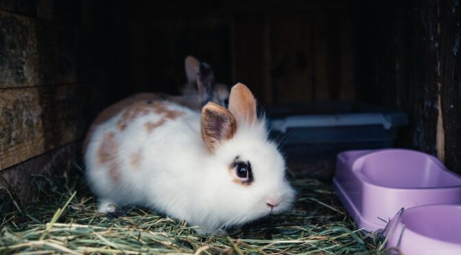 Bunny rabbit inside a large cage