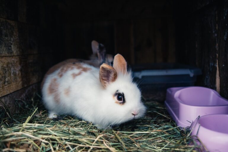Bunny rabbit inside a large cage