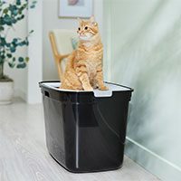 top entry litter box