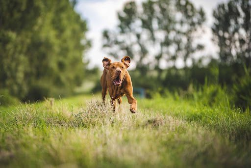 importance dogs exercise tips active