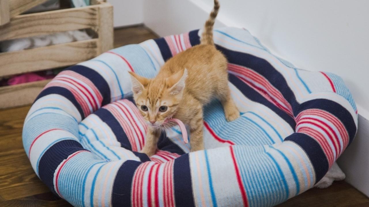 ideal cat bed