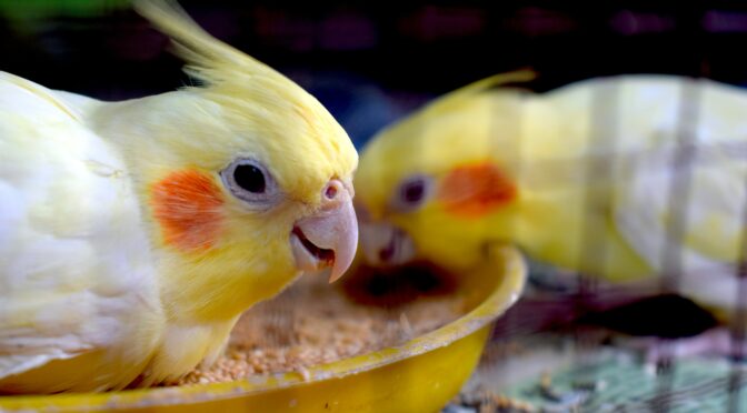 Cockatiels eating
