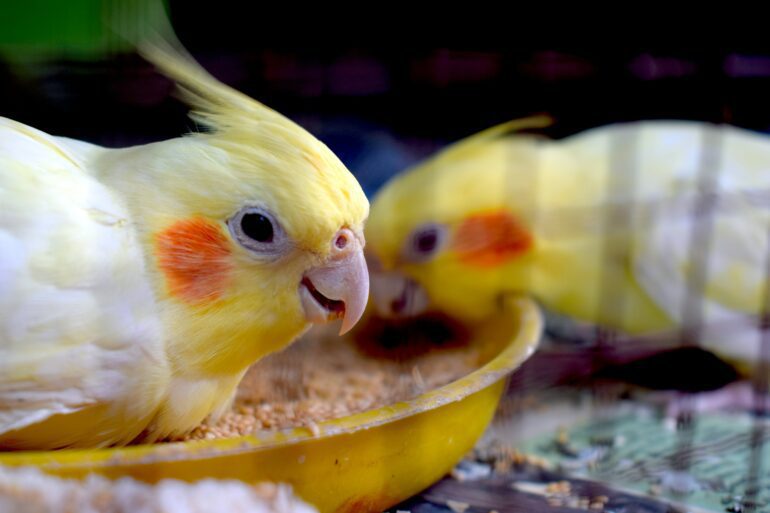 Cockatiels eating
