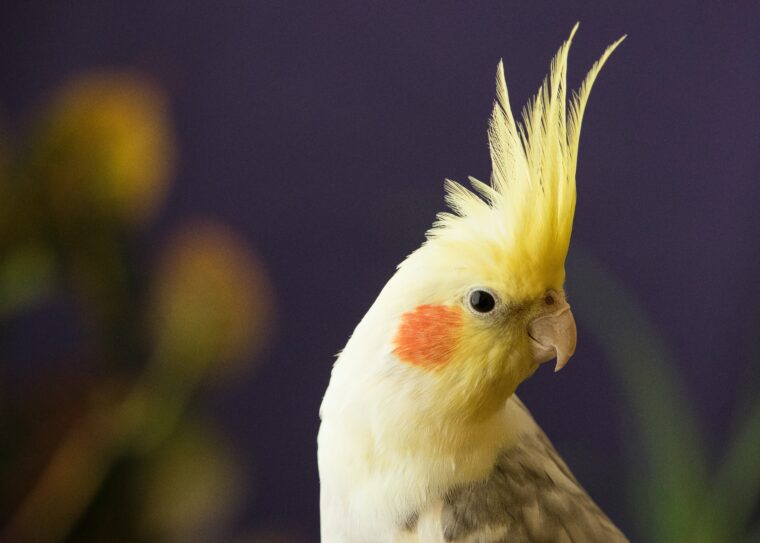 Cockatiel