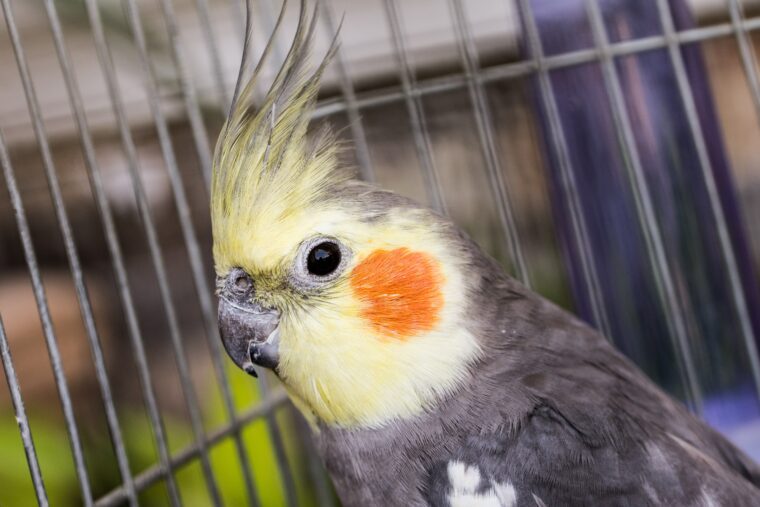 Cockatiel inside its cage