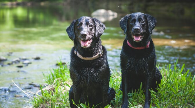 dog tracking collars