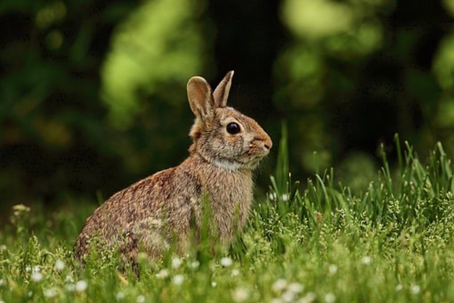 rabbits eat gem lettuce