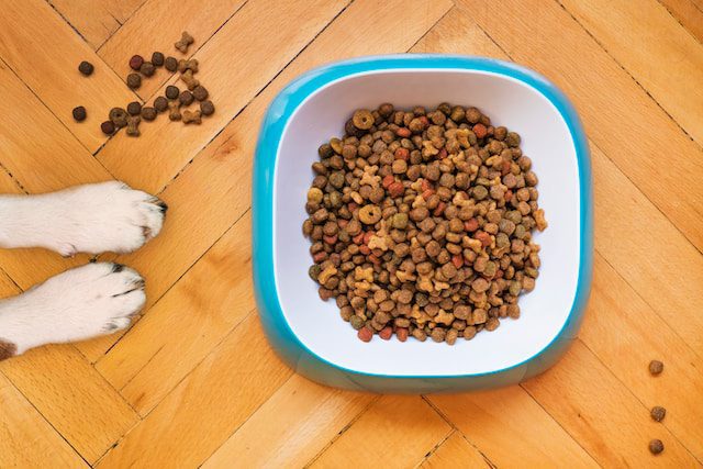 choose right dog food needs