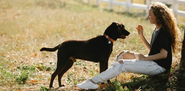 different types dog training collars