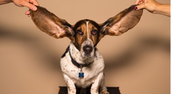 vet dog keep getting ear infections