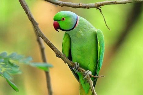 avian besties image