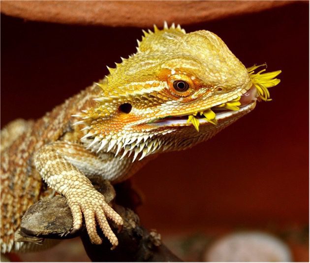 vegetables bearded dragon eat