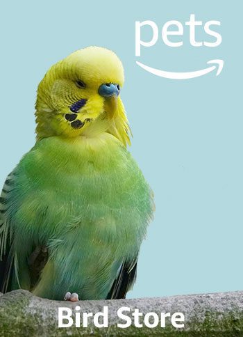 amazon pet animal store
