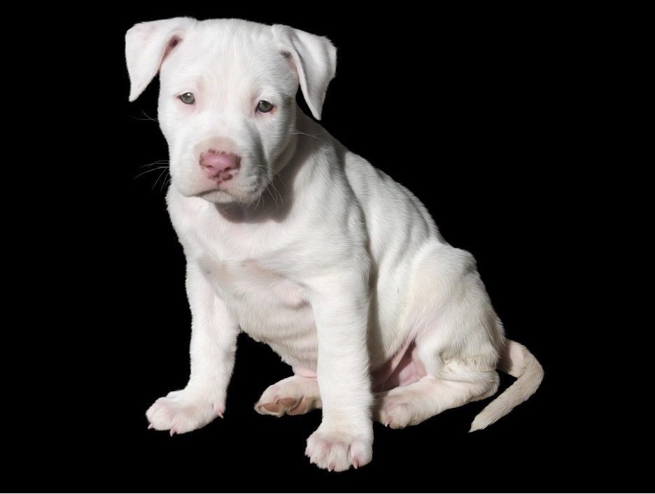 bit bull puppy