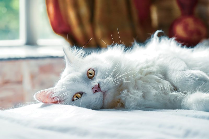 feline friend warm winter