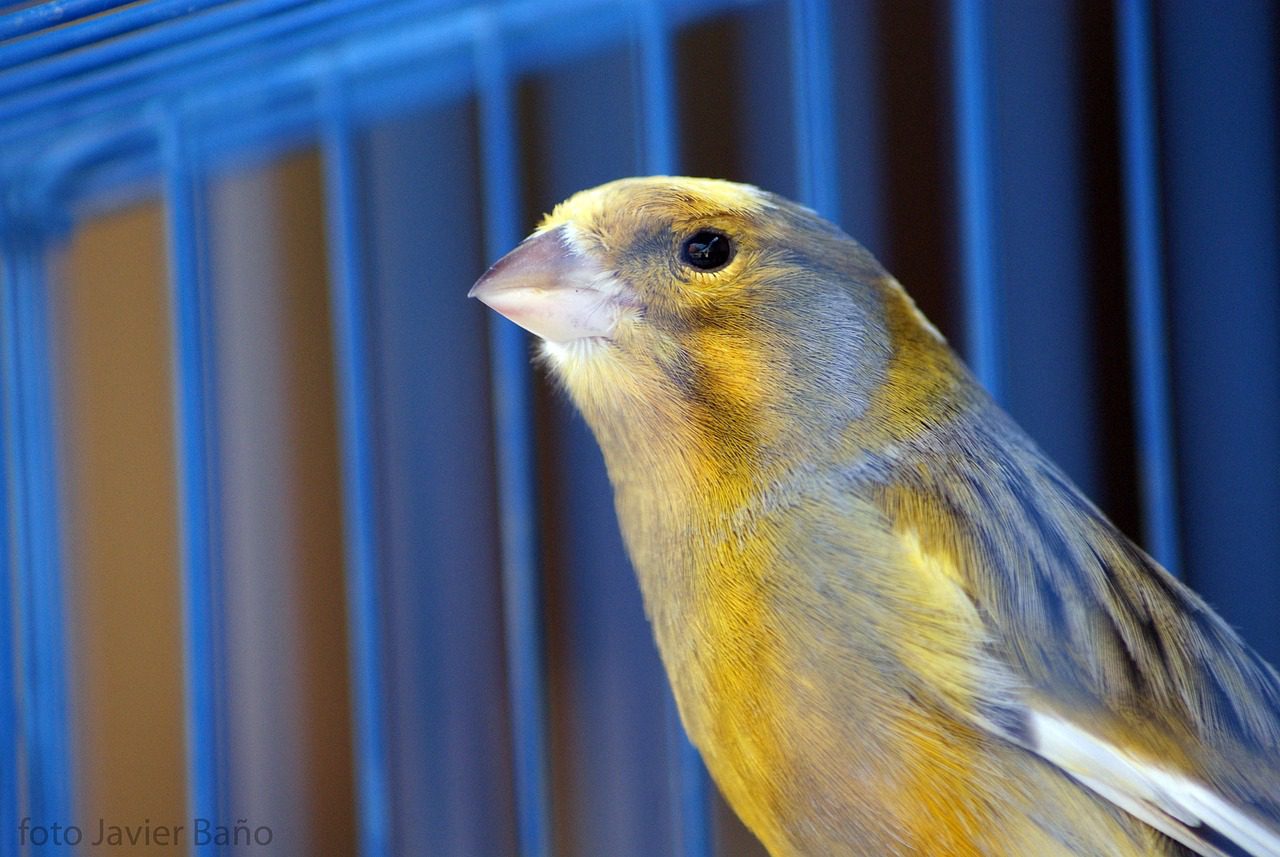 best canary cage