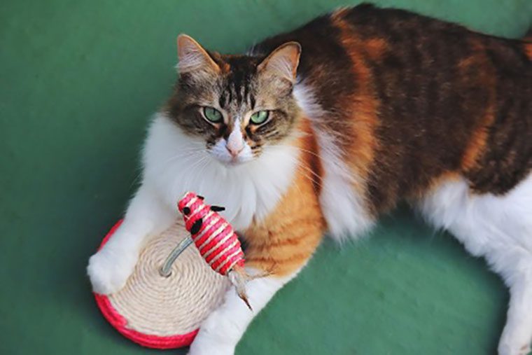 pet shelters' accessories