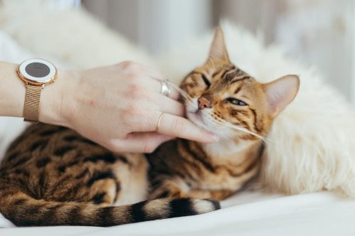 cat2