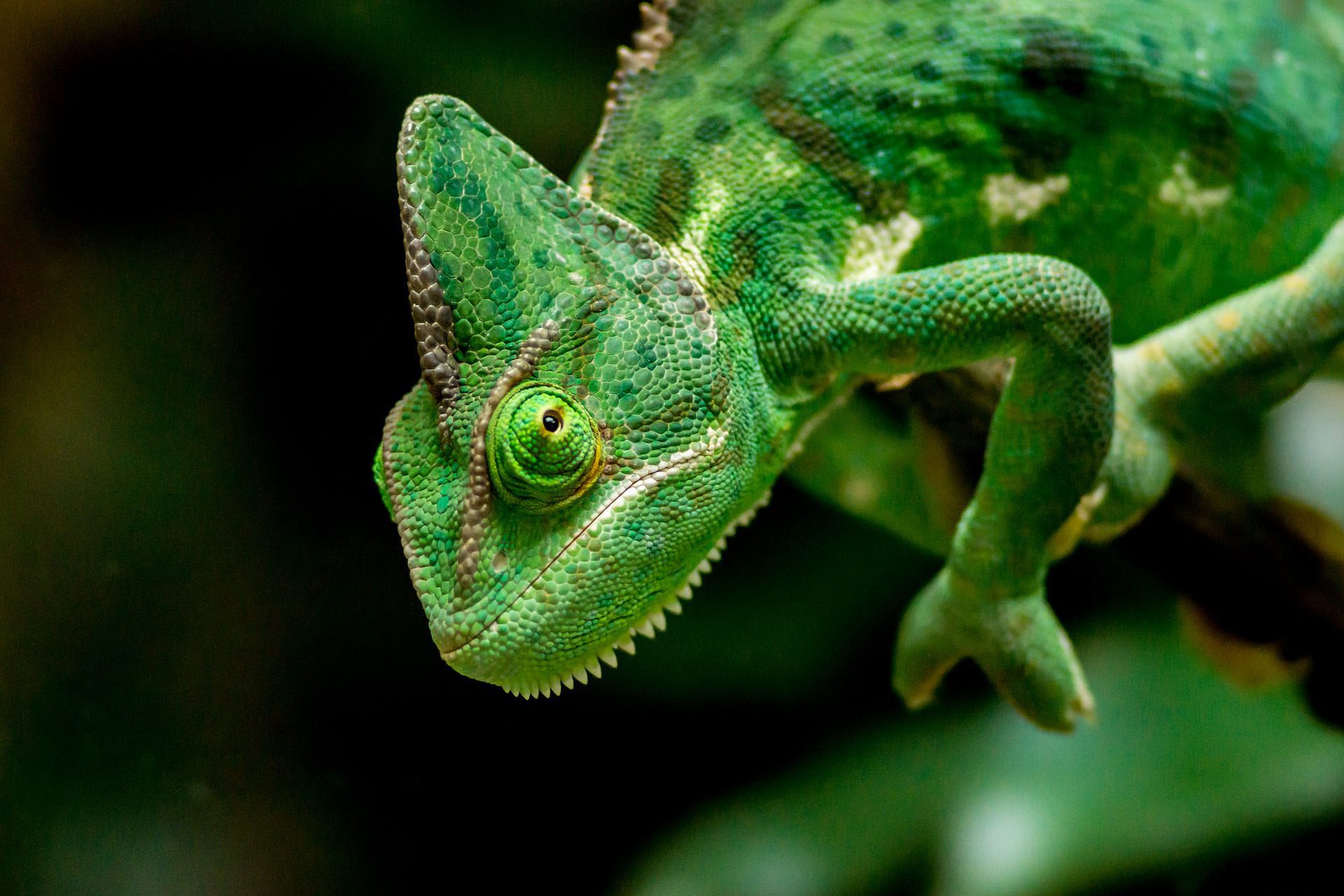 chameleons hanging on a stick