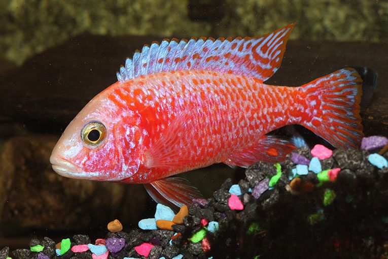 cichlid