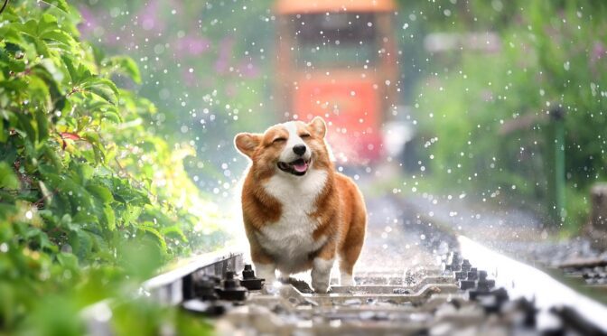 common health issues dogs prevention treatment