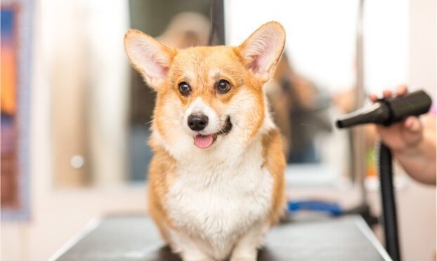 grooming hacks busy pet owners