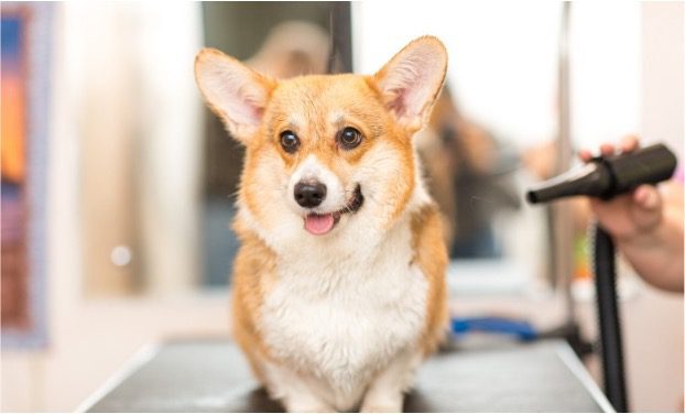 grooming hacks busy pet owners