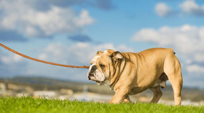 bulldog being walked