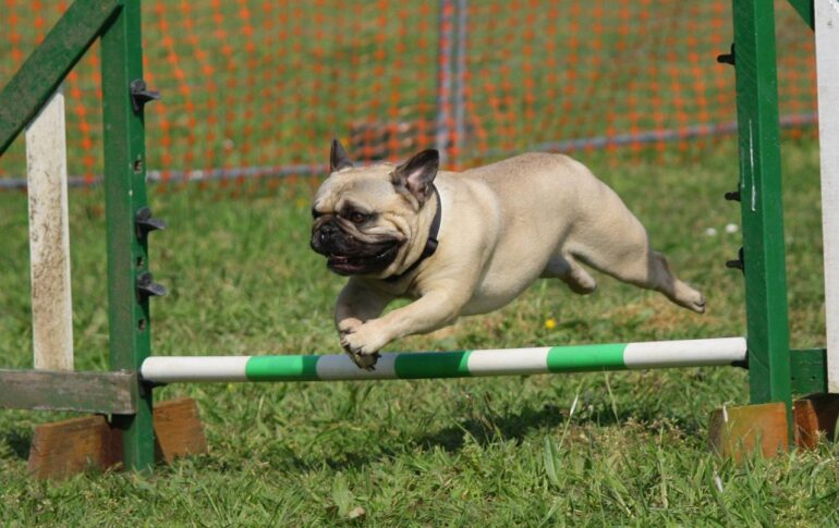dog training courses google online