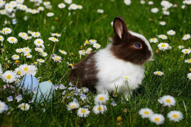 Rabbit sitting in a field