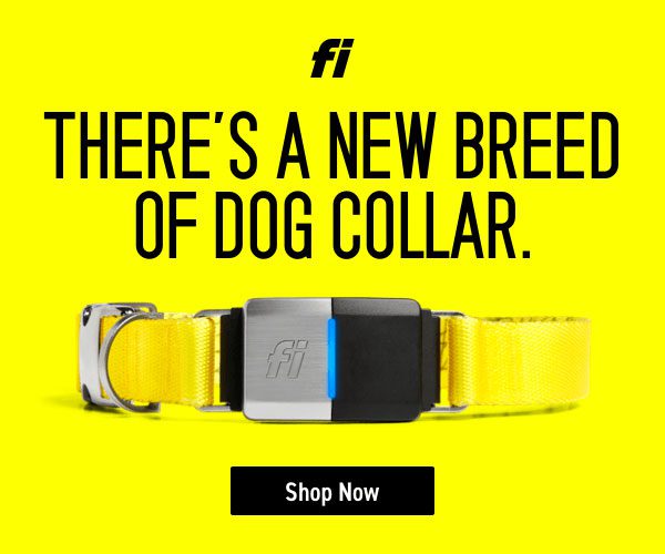 amazon pet animal store