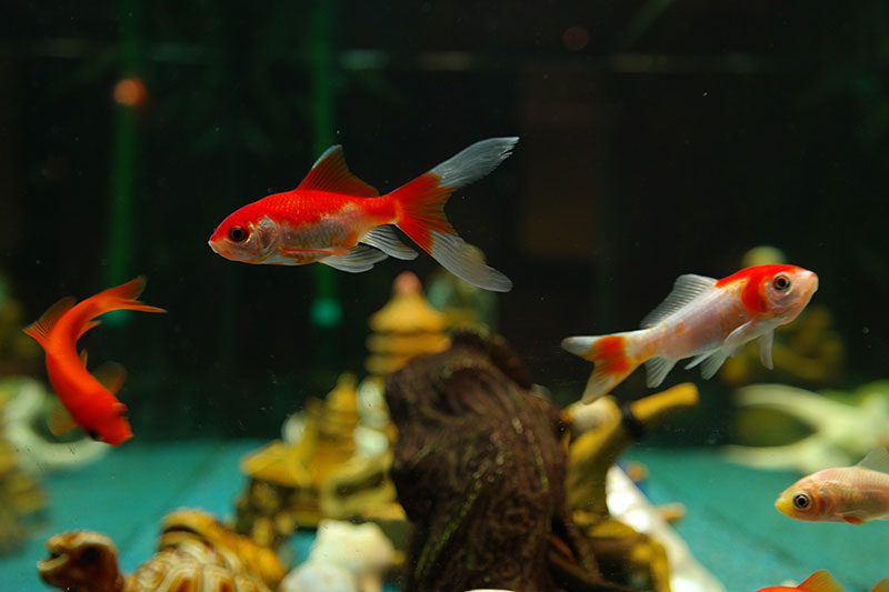 Goldfish