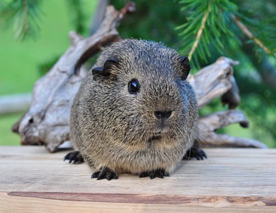 guinea pigs eat marshmallows