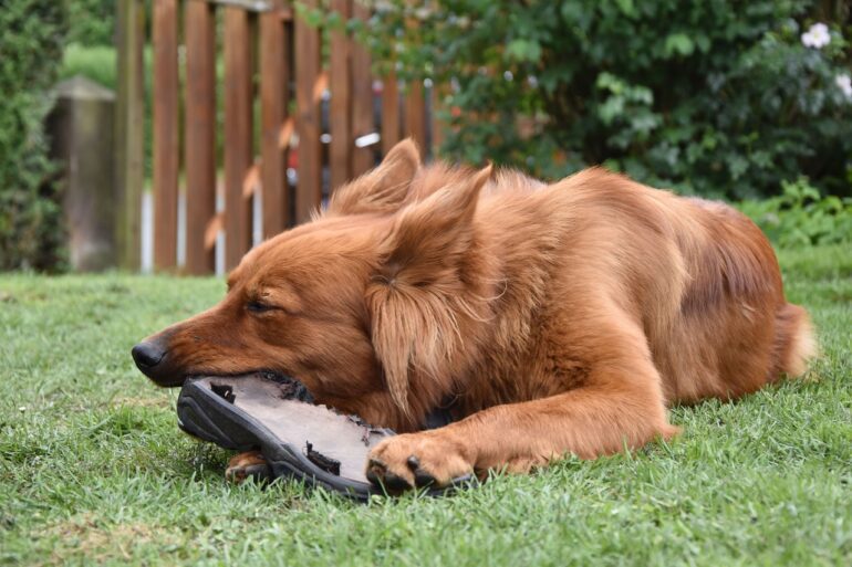 backyard tips dog safe
