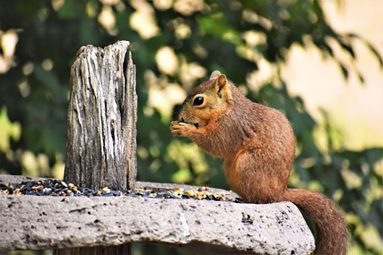 meat squirrels eat