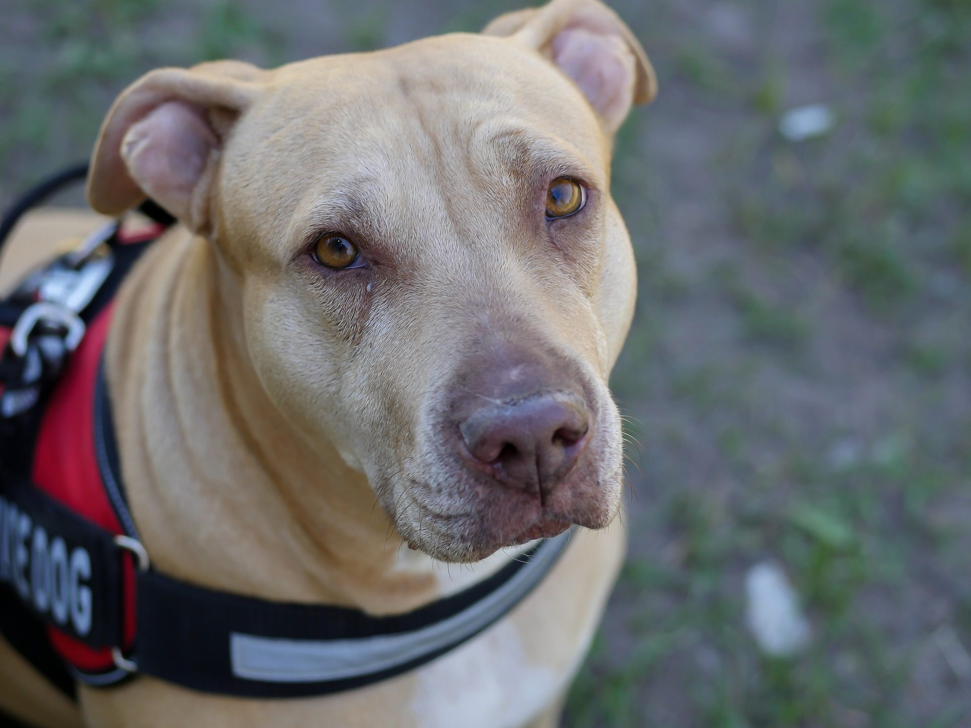 michael darby pit bull 1872873 1920