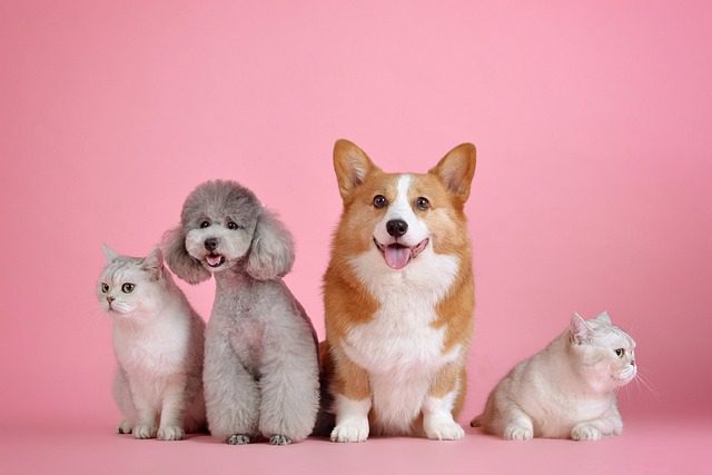 pets adopting pet dogs cats