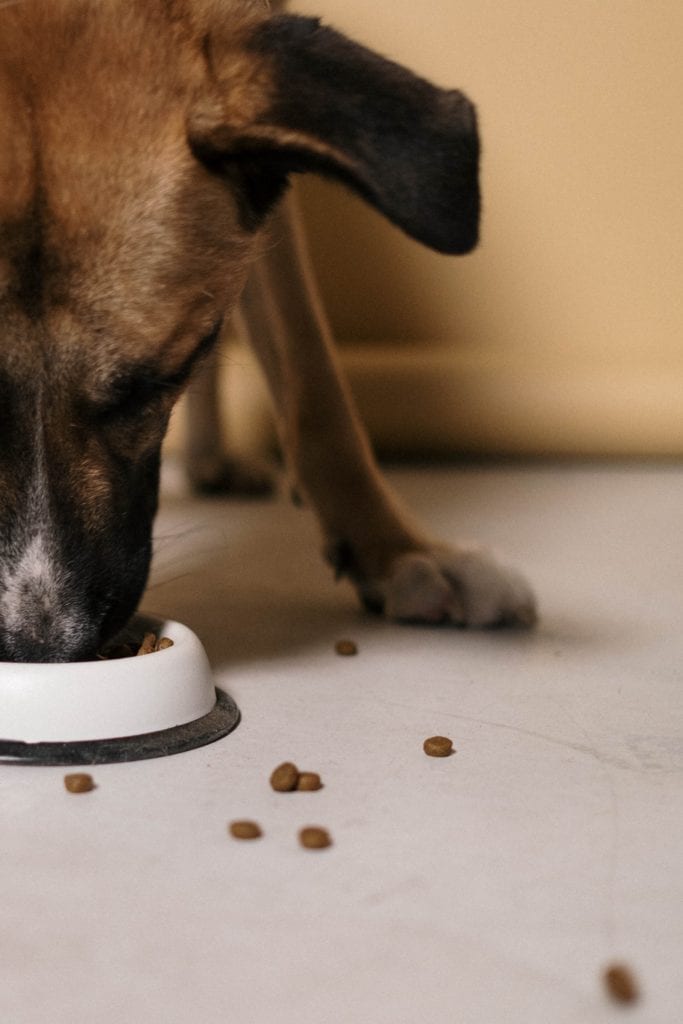 pexels c technical dog eating scaled