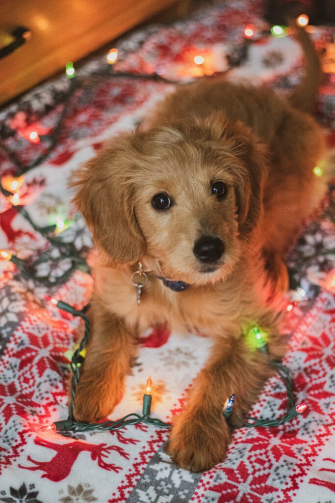 miniature goldendoodle
