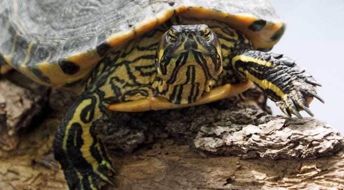 turtles easy care