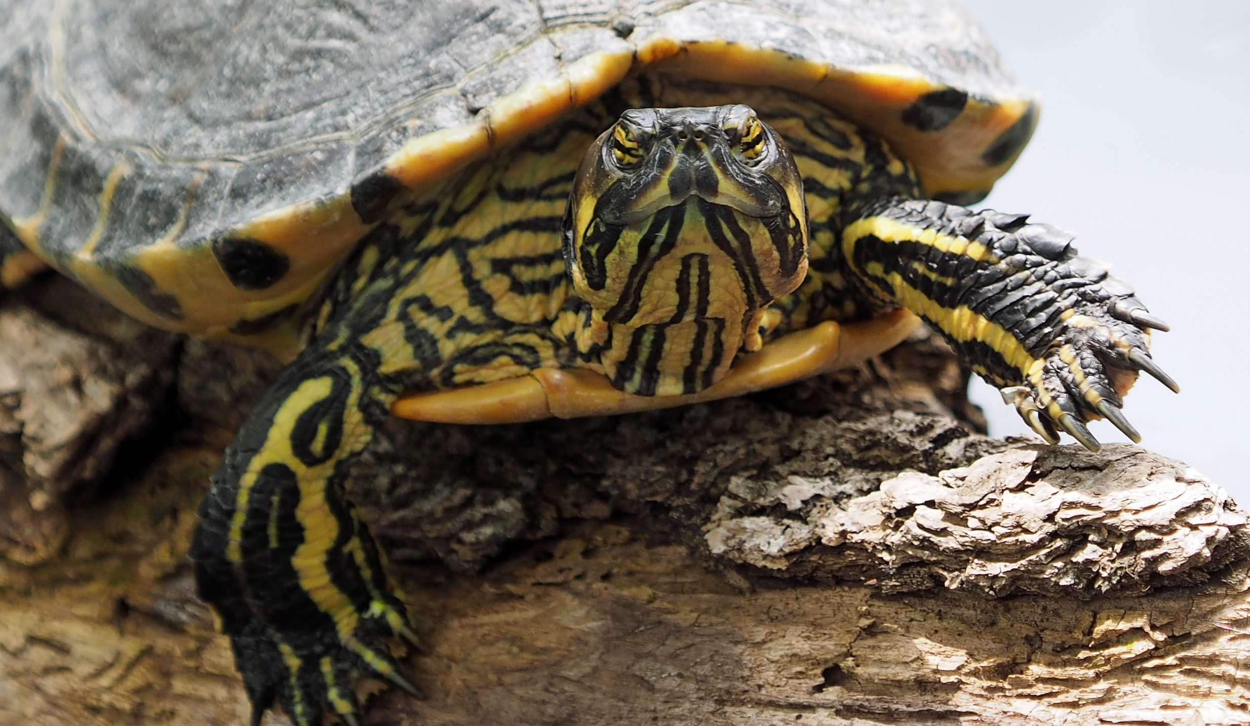 turtles easy care