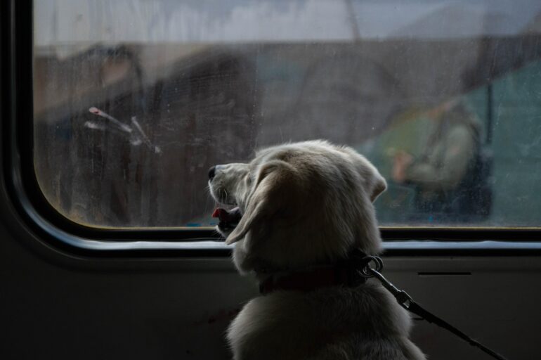 keeping dog busy rainy days