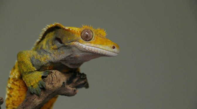 crested gecko terrarium
