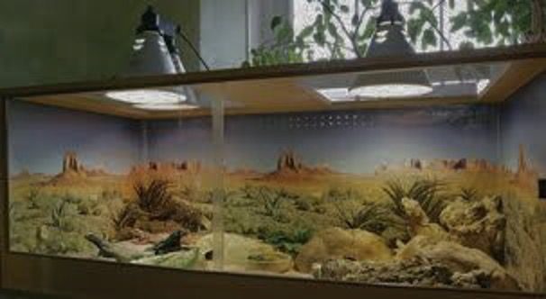 reptile uv lights