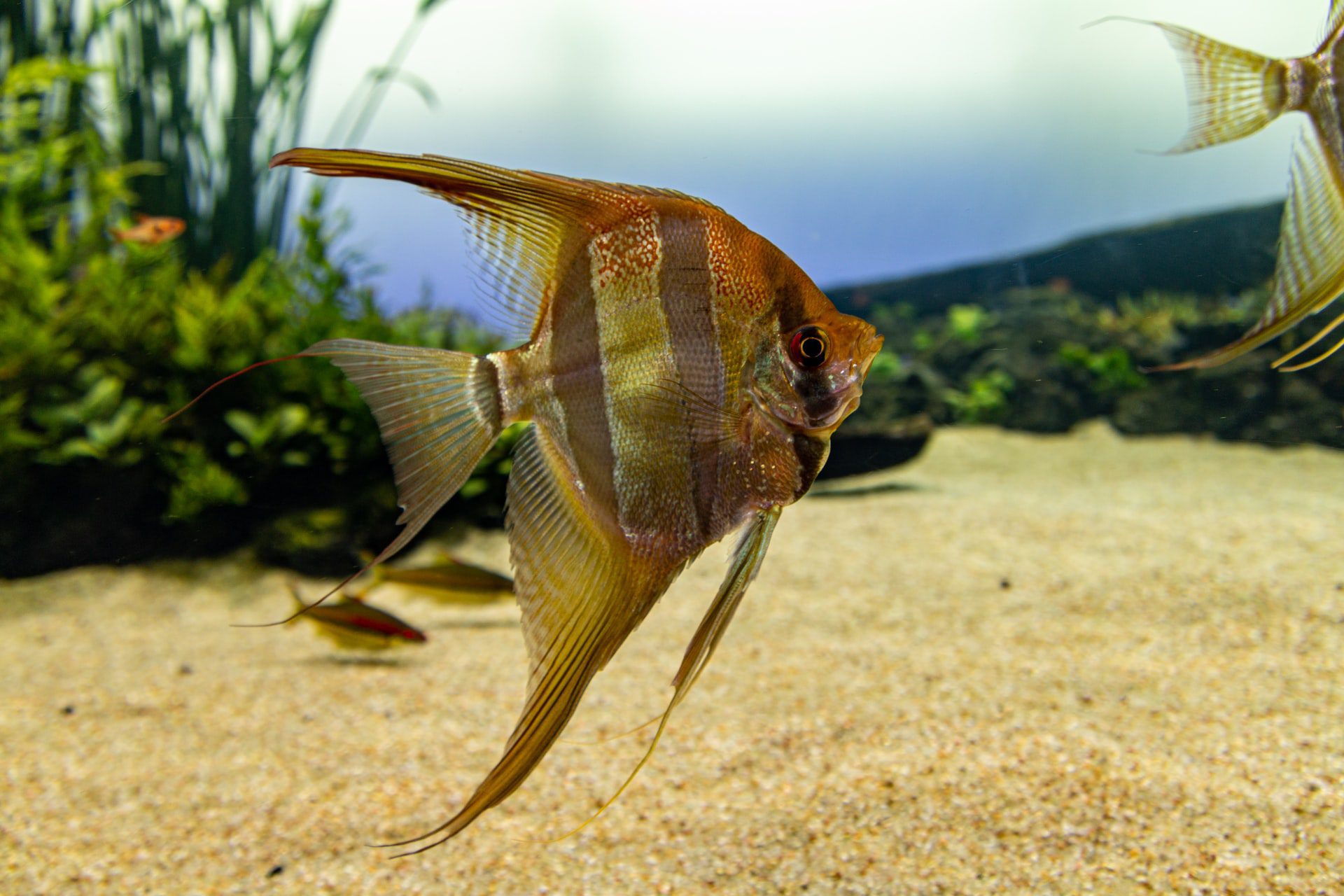 Adult full-sized freshwater silver angelfish