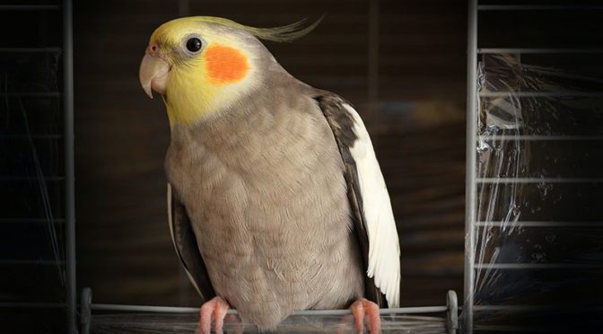 Cockatiel on a swing
