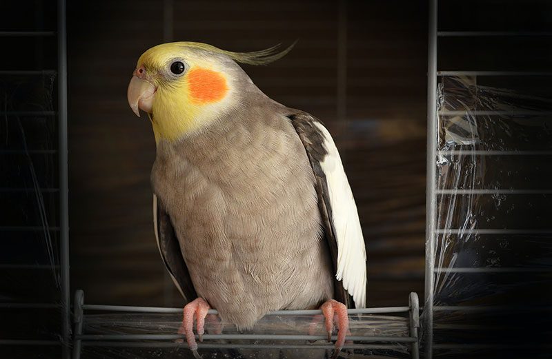 Cockatiel on a swing