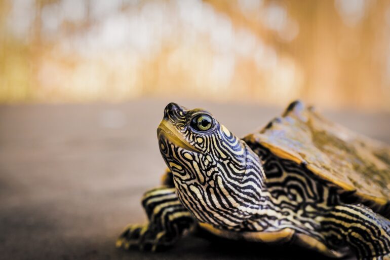 map turtle aquarium essentials